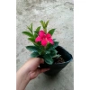 Cây huỳnh anh đỏ (cây trang đài leo) - Cây cảnh sân vườn, giá 48.000đ, tặng phân bón 5