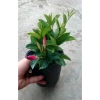 Cây huỳnh anh đỏ (cây trang đài leo) - Cây cảnh sân vườn, giá 48.000đ, tặng phân bón 6