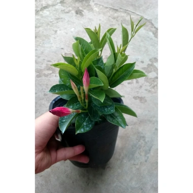 Cây huỳnh anh đỏ (cây trang đài leo) - Cây cảnh sân vườn, giá 48.000đ, tặng phân bón 6