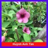 Cây huỳnh anh tím giống mới - Giá chỉ 65.000đ, lá xanh rực rỡ, trồng dễ dàng