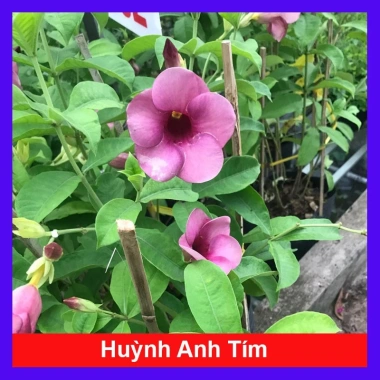 Cây huỳnh anh tím giống mới - Giá chỉ 65.000đ, lá xanh rực rỡ, trồng dễ dàng