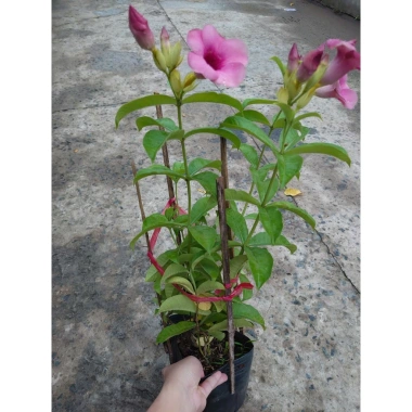 Cây huỳnh anh tím giống mới - Giá chỉ 65.000đ, lá xanh rực rỡ, trồng dễ dàng