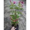 Cây huỳnh anh tím giống mới - Giá chỉ 65.000đ, lá xanh rực rỡ, trồng dễ dàng 4