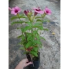 Cây huỳnh anh tím giống mới - Giá chỉ 65.000đ, lá xanh rực rỡ, trồng dễ dàng 5