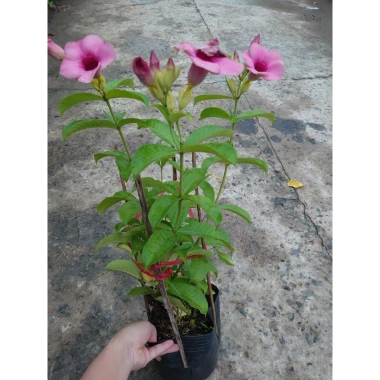 Cây huỳnh anh tím giống mới - Giá chỉ 65.000đ, lá xanh rực rỡ, trồng dễ dàng 5 Cây huỳnh anh tím giống mới - Giá chỉ 65.000đ, lá xanh rực rỡ, trồng dễ dàng 5