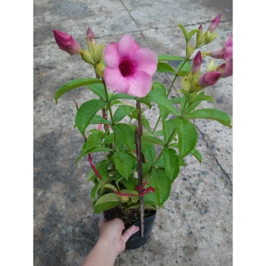 Cây huỳnh anh tím giống mới - Giá chỉ 65.000đ, lá xanh rực rỡ, trồng dễ dàng