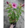 Cây huỳnh anh tím giống mới - Giá chỉ 65.000đ, lá xanh rực rỡ, trồng dễ dàng 7