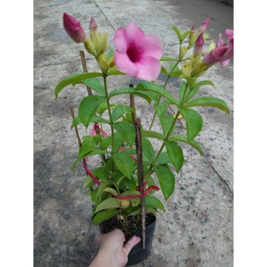 Cây huỳnh anh tím giống mới - Giá chỉ 65.000đ, lá xanh rực rỡ, trồng dễ dàng 7 Cây huỳnh anh tím giống mới - Giá chỉ 65.000đ, lá xanh rực rỡ, trồng dễ dàng 7