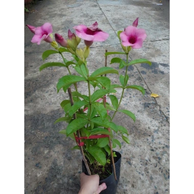 Cây huỳnh anh tím giống mới - Giá chỉ 65.000đ, lá xanh rực rỡ, trồng dễ dàng 8 Cây huỳnh anh tím giống mới - Giá chỉ 65.000đ, lá xanh rực rỡ, trồng dễ dàng 8