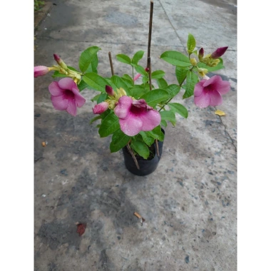 Cây huỳnh anh tím giống mới - Giá chỉ 65.000đ, lá xanh rực rỡ, trồng dễ dàng