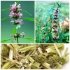 Cây ích mẫu khô - Hương thơm tự nhiên, trang trí nhà cửa, giá chỉ 41.000đ 2