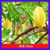 Cây Khế Chua - Cây ăn quả, chuẩn bị hoa và trái, giá ưu đãi 38.000₫