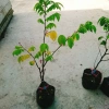 Cây Khế Chua - Cây ăn quả, chuẩn bị hoa và trái, giá ưu đãi 38.000₫ 2