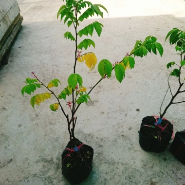 Cây Khế Chua - Cây ăn quả, chuẩn bị hoa và trái, giá ưu đãi 38.000₫