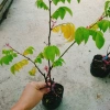 Cây Khế Chua - Cây ăn quả, chuẩn bị hoa và trái, giá ưu đãi 38.000₫ 3
