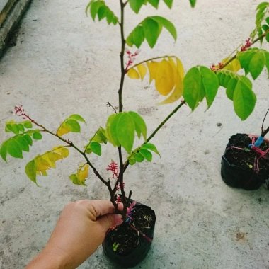 Cây Khế Chua - Cây ăn quả, chuẩn bị hoa và trái, giá ưu đãi 38.000₫