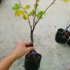 Cây Khế Chua - Cây ăn quả, chuẩn bị hoa và trái, giá ưu đãi 38.000₫ 4