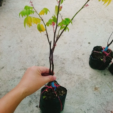 Cây Khế Chua - Cây ăn quả, chuẩn bị hoa và trái, giá ưu đãi 38.000₫ 4 Cây Khế Chua - Cây ăn quả, chuẩn bị hoa và trái, giá ưu đãi 38.000₫ 4