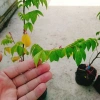 Cây Khế Chua - Cây ăn quả, chuẩn bị hoa và trái, giá ưu đãi 38.000₫ 5