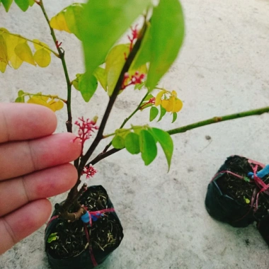 Cây Khế Chua - Cây ăn quả, chuẩn bị hoa và trái, giá ưu đãi 38.000₫