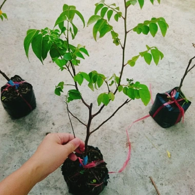 Cây Khế Chua - Cây ăn quả, chuẩn bị hoa và trái, giá ưu đãi 38.000₫
