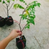 Cây Khế Chua - Cây ăn quả, chuẩn bị hoa và trái, giá ưu đãi 38.000₫ 8