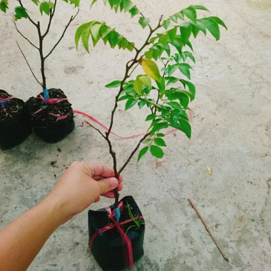 Cây Khế Chua - Cây ăn quả, chuẩn bị hoa và trái, giá ưu đãi 38.000₫