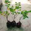 Cây Khế Chua - Cây ăn quả, chuẩn bị hoa và trái, giá ưu đãi 38.000₫ 9