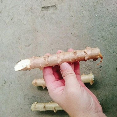 Cây khoai mì giống củ to dễ trồng, năng suất cao, giá chỉ 6.400₫ 7