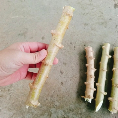 Cây khoai mì giống củ to dễ trồng, năng suất cao, giá chỉ 6.400₫ 9