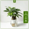 Cây Kim Ngân 3 Thân Thủy Sinh - Cây Tam Lộc để bàn phong thủy, quà khai trương, tân gia, giá 175.000₫