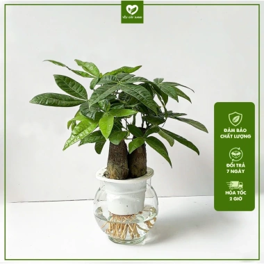 Cây Kim Ngân 3 Thân Thủy Sinh - Cây Tam Lộc để bàn phong thủy, quà khai trương, tân gia, giá 175.000₫