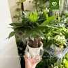 Cây Kim Ngân 3 Thân Thủy Sinh - Cây Tam Lộc để bàn phong thủy, quà khai trương, tân gia, giá 175.000₫ 2