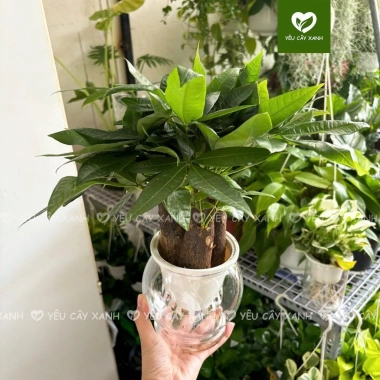 Cây Kim Ngân 3 Thân Thủy Sinh - Cây Tam Lộc để bàn phong thủy, quà khai trương, tân gia, giá 175.000₫
