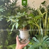 Cây Kim Ngân 3 Thân Thủy Sinh - Cây Tam Lộc để bàn phong thủy, quà khai trương, tân gia, giá 175.000₫ 3