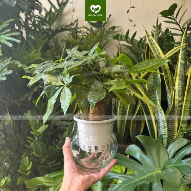 Cây Kim Ngân 3 Thân Thủy Sinh - Cây Tam Lộc để bàn phong thủy, quà khai trương, tân gia, giá 175.000₫