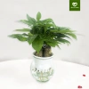 Cây Kim Ngân 3 Thân Thủy Sinh - Cây Tam Lộc để bàn phong thủy, quà khai trương, tân gia, giá 175.000₫ 4