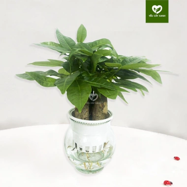 Cây Kim Ngân 3 Thân Thủy Sinh - Cây Tam Lộc để bàn phong thủy, quà khai trương, tân gia, giá 175.000₫ 4 Cây Kim Ngân 3 Thân Thủy Sinh - Cây Tam Lộc để bàn phong thủy, quà khai trương, tân gia, giá 175.000₫ 4