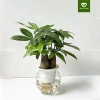 Cây Kim Ngân 3 Thân Thủy Sinh - Cây Tam Lộc để bàn phong thủy, quà khai trương, tân gia, giá 175.000₫ 6