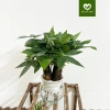 Cây Kim Ngân 3 Thân Thủy Sinh - Cây Tam Lộc để bàn phong thủy, quà khai trương, tân gia, giá 175.000₫ 7