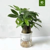 Cây Kim Ngân 3 Thân Thủy Sinh - Cây Tam Lộc để bàn phong thủy, quà khai trương, tân gia, giá 175.000₫ 8