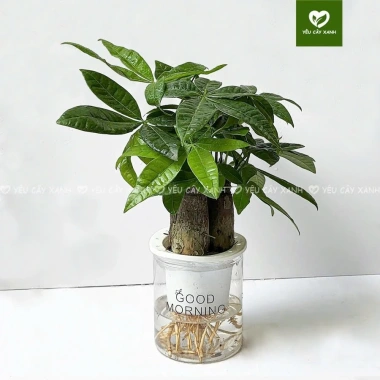 Cây Kim Ngân 3 Thân Thủy Sinh - Cây Tam Lộc để bàn phong thủy, quà khai trương, tân gia, giá 175.000₫