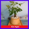 Cây Kim Ngân để bàn - Cây cảnh phong thủy, giảm giá 30% chỉ 70.000đ