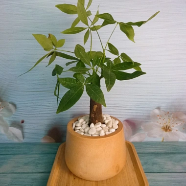Cây Kim Ngân để bàn - Cây cảnh phong thủy, giảm giá 30% chỉ 70.000đ 2