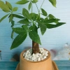 Cây Kim Ngân để bàn - Cây cảnh phong thủy, giảm giá 30% chỉ 70.000đ 4