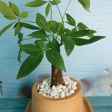 Cây Kim Ngân để bàn - Cây cảnh phong thủy, giảm giá 30% chỉ 70.000đ 4