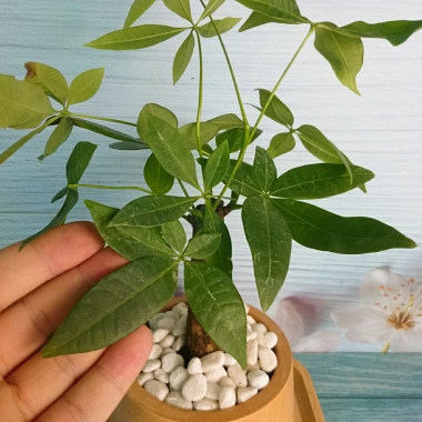 Cây Kim Ngân để bàn - Cây cảnh phong thủy, giảm giá 30% chỉ 70.000đ 5