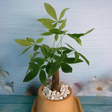 Cây Kim Ngân để bàn - Cây cảnh phong thủy, giảm giá 30% chỉ 70.000đ 6