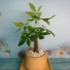 Cây Kim Ngân để bàn - Cây cảnh phong thủy, giảm giá 30% chỉ 70.000đ 7