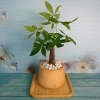 Cây Kim Ngân để bàn - Cây cảnh phong thủy, giảm giá 30% chỉ 70.000đ 9